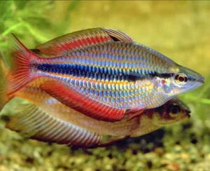 rainbow hybrid parrot fish TaraPet