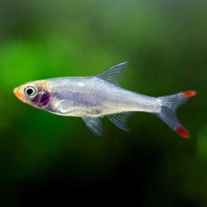 Naked Micro Rasbora - Sawbwa resplendens for sale in UAE | Tarapet Dubai
