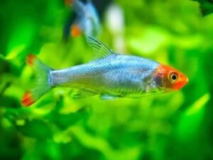 naked micro rasbora fish TaraPet