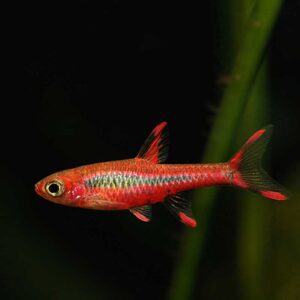 Masquito Rasbora - Rasbora brigittae for sale in UAE | Tarapet Dubai