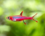 mosquito rasbora live fish TaraPet