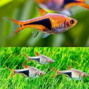 harlequin rasbora live fish TaraPet