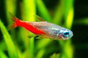 diamond head neon tetra TaraPet