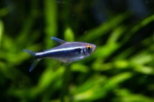 brilliant black neon tetra TaraPet