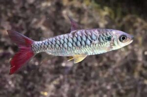 pinktail characin live fish TaraPet