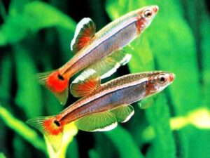 Golden White Cloud Minnow - Tanichtys albonubes sp. for sale in UAE | Tarapet Dubai