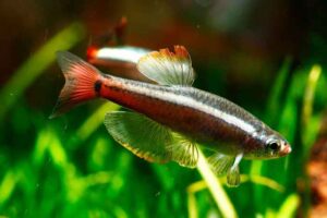 golden white cloud minnow TaraPet