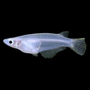 Javanese Rice Fish - Oryzias javanicus for sale in UAE | Tarapet Dubai