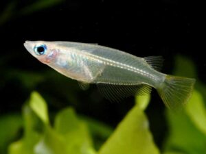 javanese rice fish aquarium TaraPet