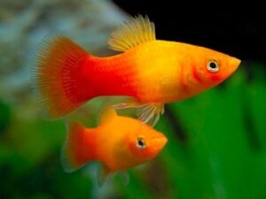sunrise platy live fish TaraPet