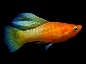 tiger endlers guppy fish TaraPet