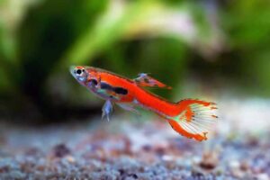red sunset endlers fish TaraPet