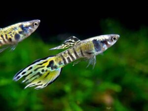 yellow endlers guppy fish TaraPet