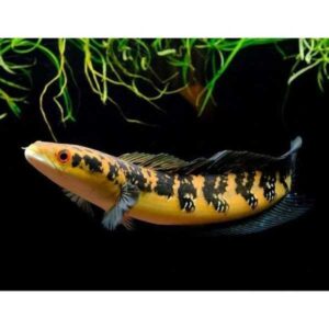 channa ornatipinnis live fish TaraPet