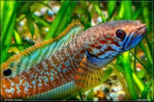 Channa Bleheri - Channa sp for sale in UAE | Tarapet Dubai