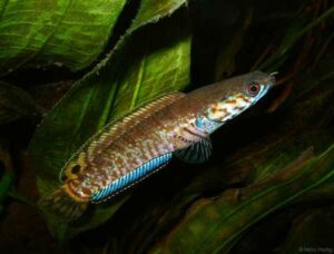 channa bleheri rainbow fish TaraPet