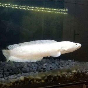 channa asiatica platinum fish TaraPet