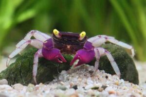 Vampire Crab Mix - Geosesarma sp for sale in UAE | Tarapet Dubai