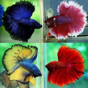 betta halfmoon live fish TaraPet