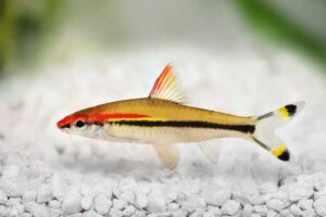 Deals & Offers 5 Red Line Torpedo Barb Fish — Sahyadria denisonii