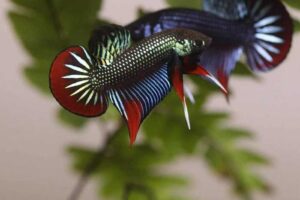 betta imbellis male fish TaraPet