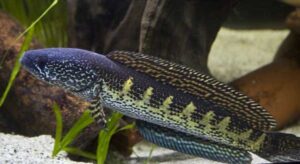 channa auranti snakehead fish TaraPet
