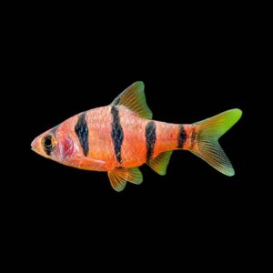 five banded barb fish TaraPet
