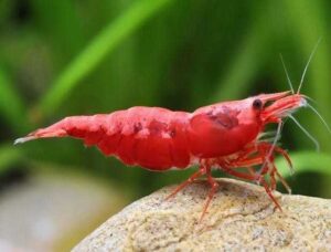red cherry shrimp aquarium TaraPet