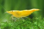 yellow shrimp live aquarium TaraPet