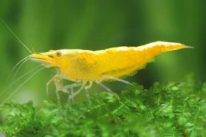 yellow shrimp live aquarium TaraPet
