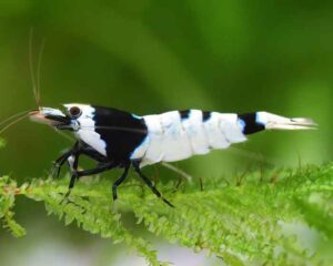 black bee shrimp aquarium TaraPet