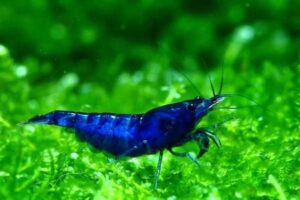blue cherry shrimp aquarium TaraPet