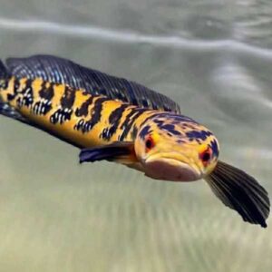 channa yellow maru fish TaraPet