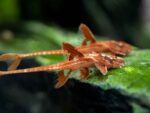 red lizard whiptail catfish TaraPet