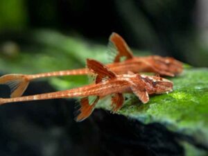 red lizard whiptail catfish TaraPet