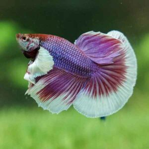 betta lavender live fish TaraPet