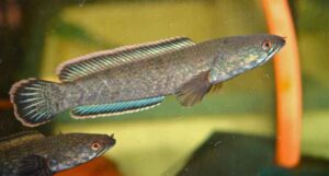 Channa Limbata Live Fish — Channa limbata