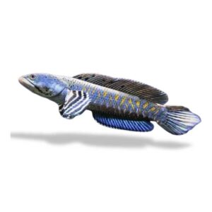 channa blue pulchra fish TaraPet