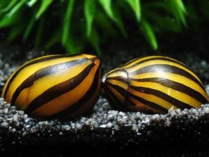 zebra snail aquarium pet TaraPet