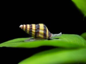 Assassin Snail - Clea helena for sale in UAE | Tarapet Dubai
