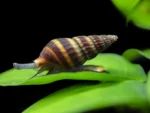 assassin snail aquarium pet TaraPet