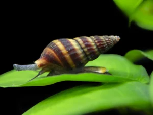 assassin snail aquarium pet TaraPet