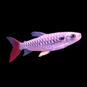 Pink Tail Carasin - Chalceus macrolepidotus for sale in UAE | Tarapet Dubai