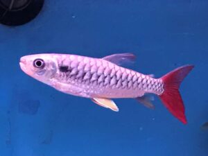 pink tail chalceus fish TaraPet