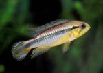 golden dwarf cichlid fish TaraPet