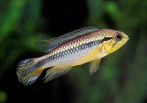 golden dwarf cichlid fish TaraPet