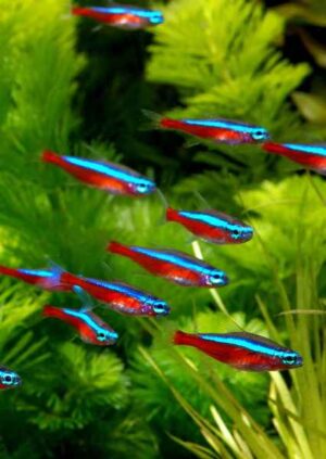 Cardinal Tetra - Paracheirodon axelrodi for sale in UAE | Tarapet Dubai