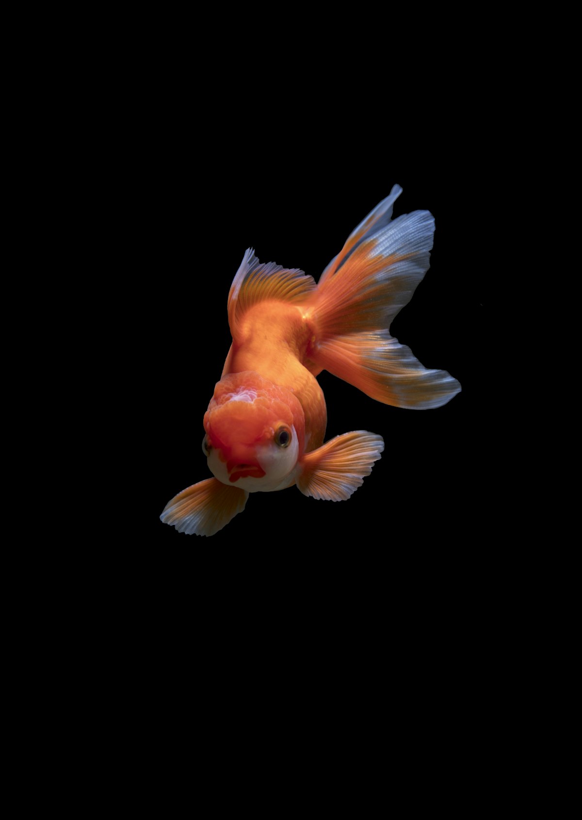 Top 10 Freshwater Aquarium Fish for Beginners in 2026 2 Top 10 freshwater aquarium fish for beginners in 2026