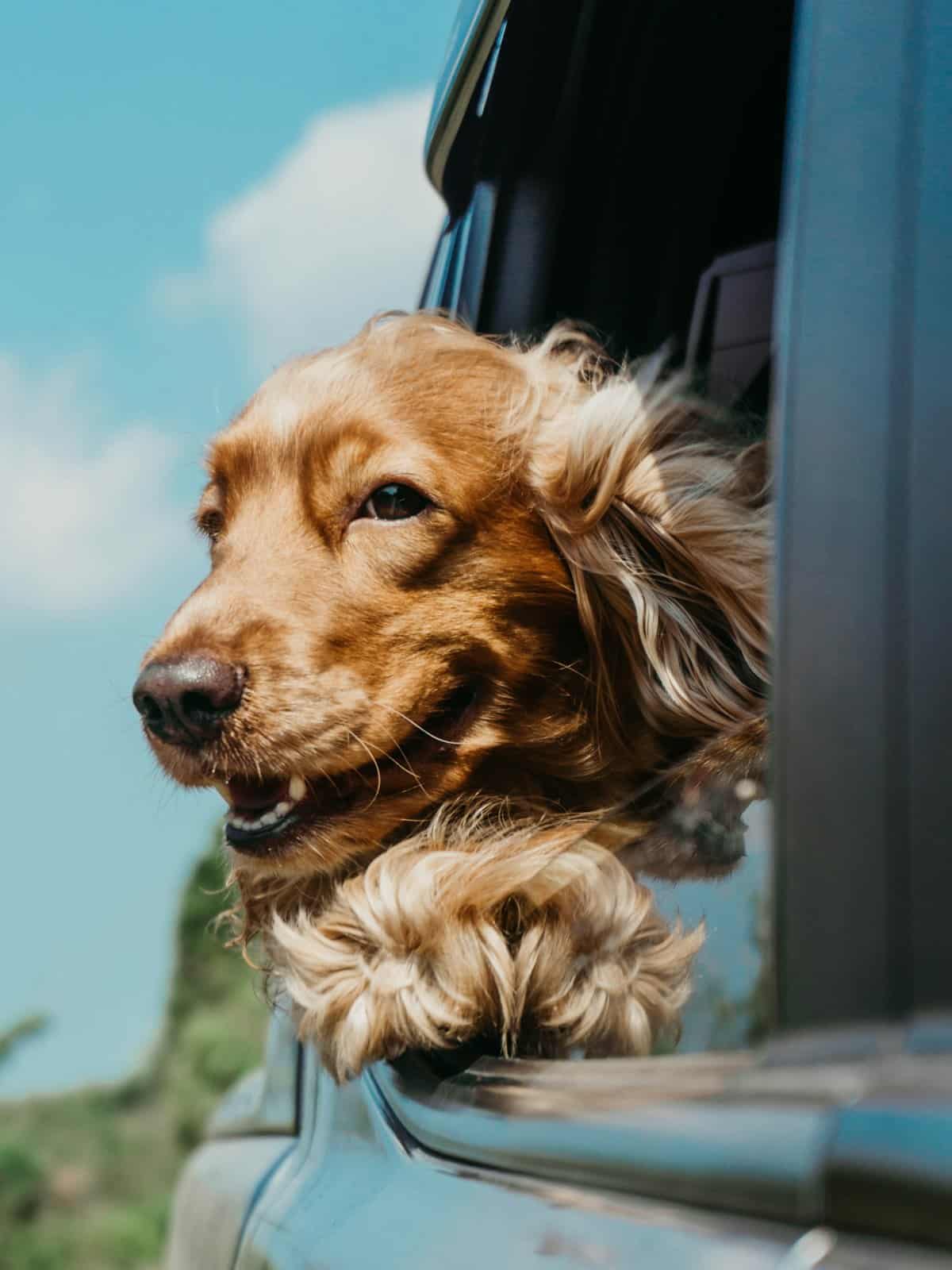 Petworld Arabia 2026 — Everything You Need to Know About Dubai's Biggest Pet Expo 2 Petworld Arabia 2026 pet expo in Dubai