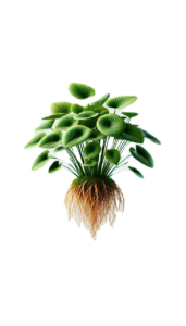 Tara Plant